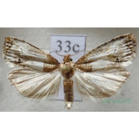 Notocelia roborana (Denis & Schiffermüller, 1775) Czech33c
